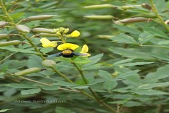 Crotalaria agatiflora